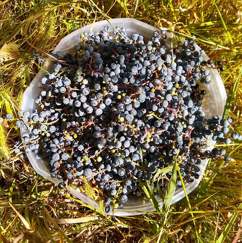 Wild Grape Wine 1 - grapes