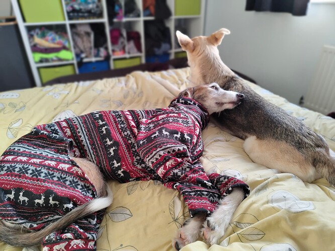 Atlas snuggling on Arwen