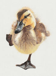 BeaG-TKN-2026-Duckling-03-kl