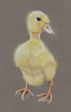BeaG-TKN-2026-Duckling-01-02-kl