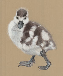 BeaG-TKN-2026-Duckling-02