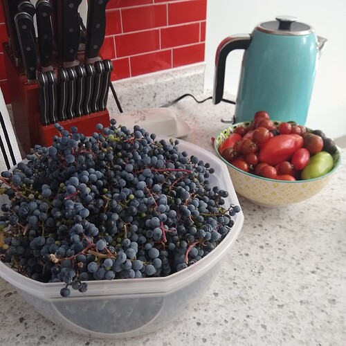 Wild Grape Wine 2 - grapes