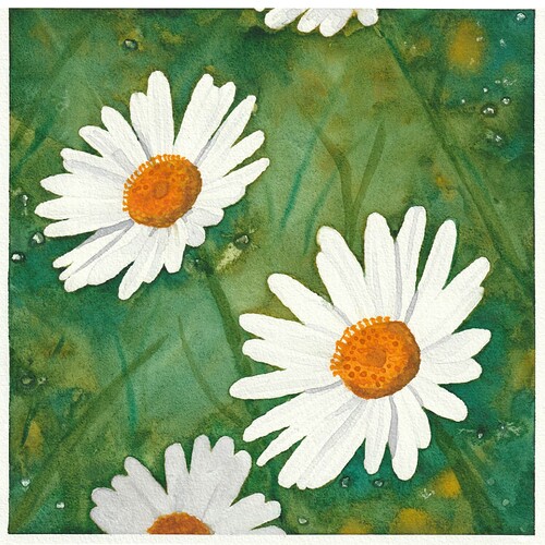 BeaG-AQ-2025-Daisies-kl