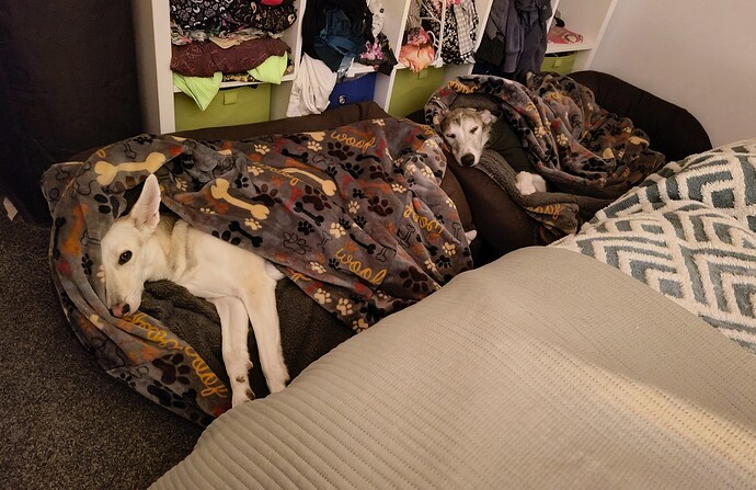 Arwen and Atlas snuggling in bed