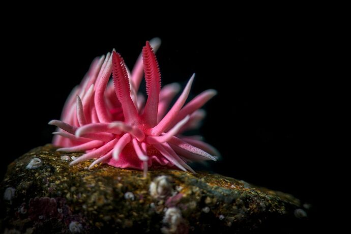 14-nudibranchs-1200x801