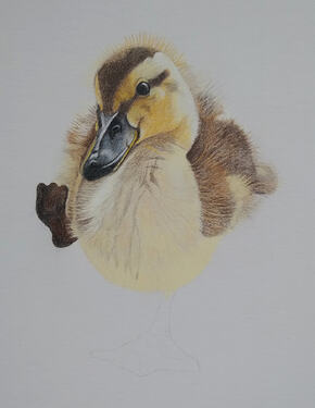 2026-08-Duckling-03-07