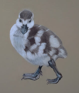 2026-08-Duckling-02-08