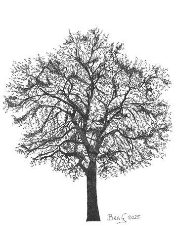 BeaG-ART-2025-Tekening-Boom-03