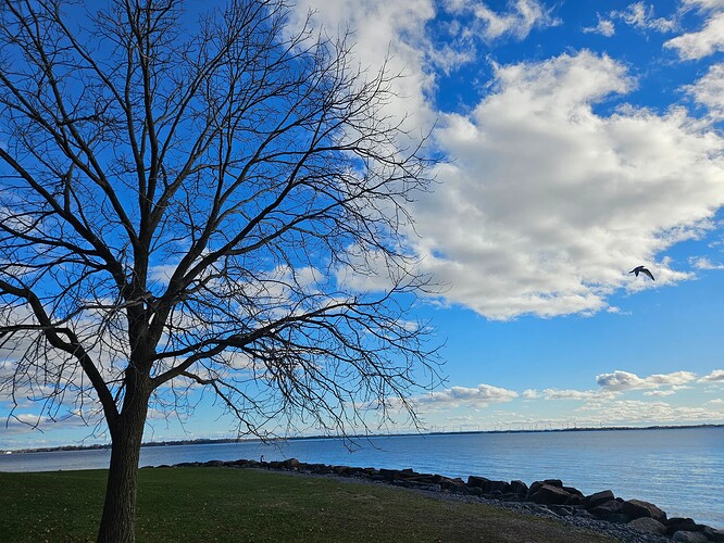 A tree on the left against a bright blue sky with fluffy white clouds, and Lake Ontario visible to the right of the photo. A seagull is seen in flight.