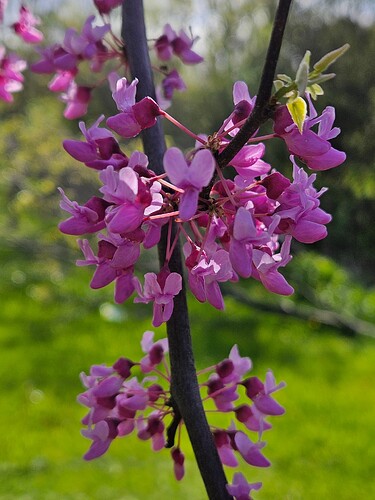 A branch of a tree covered in pink flowers, against an out-of-focus background of green grass.