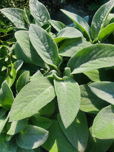 lambs ear - Copy