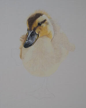 2026-08-Duckling-03-05