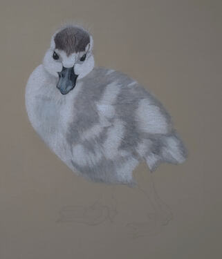 2026-08-Duckling-02-06