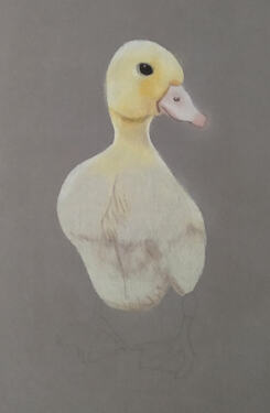 2026-07-Duckling-01-02-05
