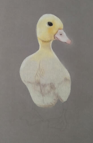 2026-07-Duckling-01-02-05