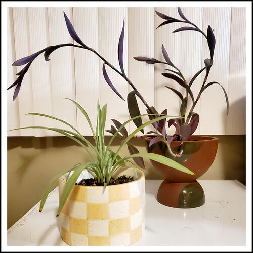 Repotted Plants