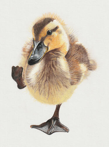 BeaG-TKN-2026-Duckling-03-kl