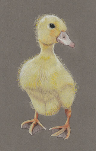 BeaG-TKN-2026-Duckling-01-02-kl