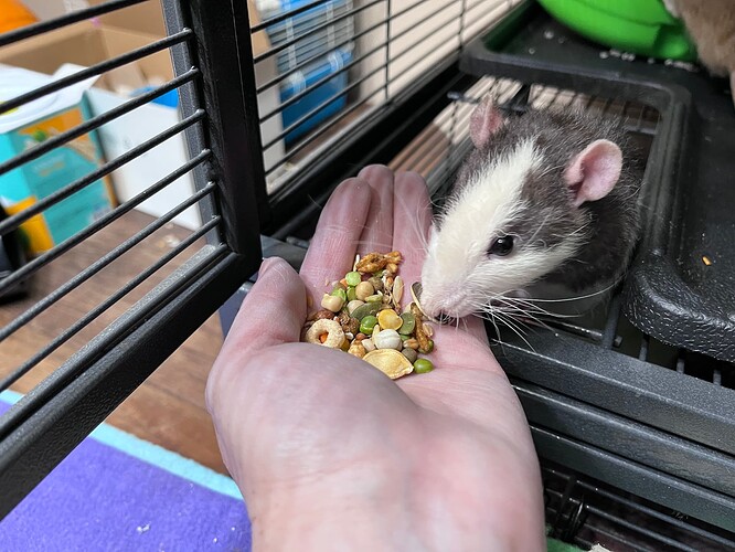 Shunamite Diet for Pet Rats, a Recipe Completed Projects the Lettuce Craft Forums