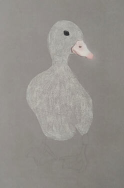 2026-07-Duckling-01-02-04