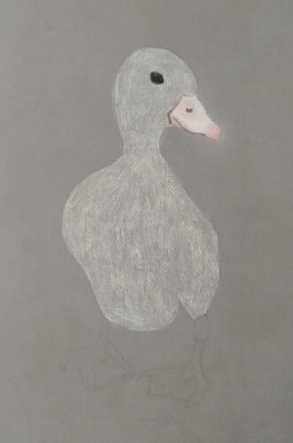 2026-07-Duckling-01-02-04