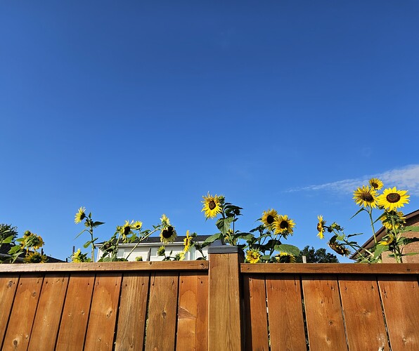 Sunflowers seeing above a fence, against a bright blue sky.