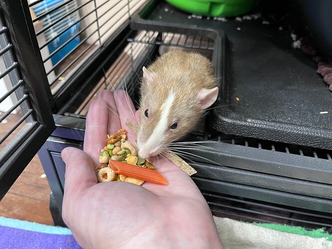 Shunamite Diet for Pet Rats, a Recipe Completed Projects the