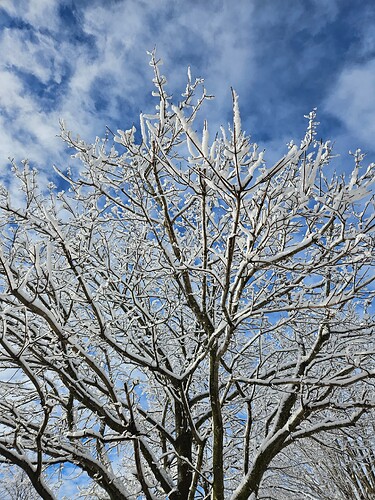 A bare tree covered in ice against a blue sky with white clouds.
