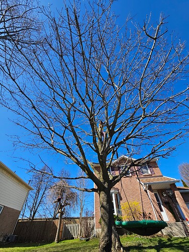 A large tree in front of a house. A girl is perched high up on the tree, from which a swing hangs.