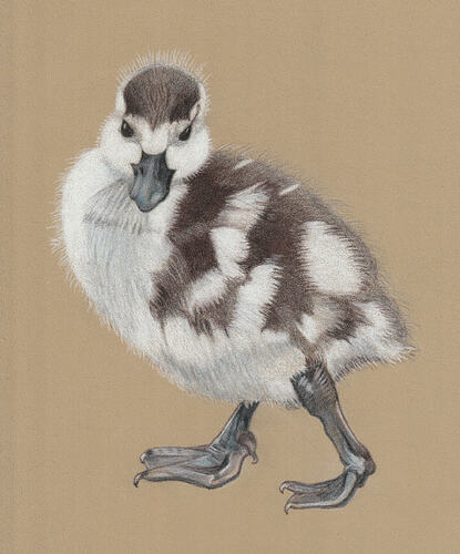 BeaG-TKN-2026-Duckling-02