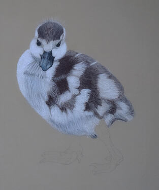 2026-08-Duckling-02-07