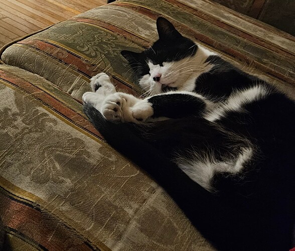 A tuxedo cat asleep on a patterned sofa.