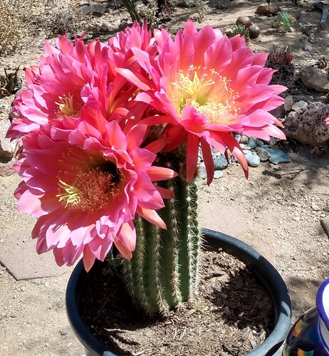 IMG_20230511_105152910_HDR~2-2