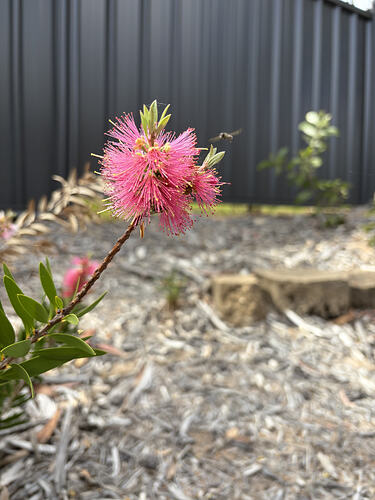 IMG_9236