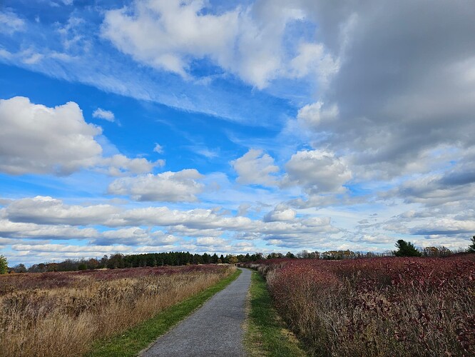 Lemoine Point Conservation Area walking path beneath a bright blue sky with fluffly white clouds, and tall grass on the left and right of the path. In the far back of the picture are some pine trees.