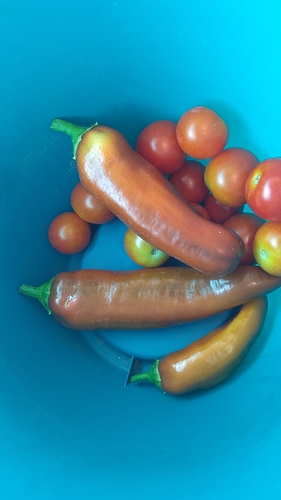 IMG_20200724_181514226