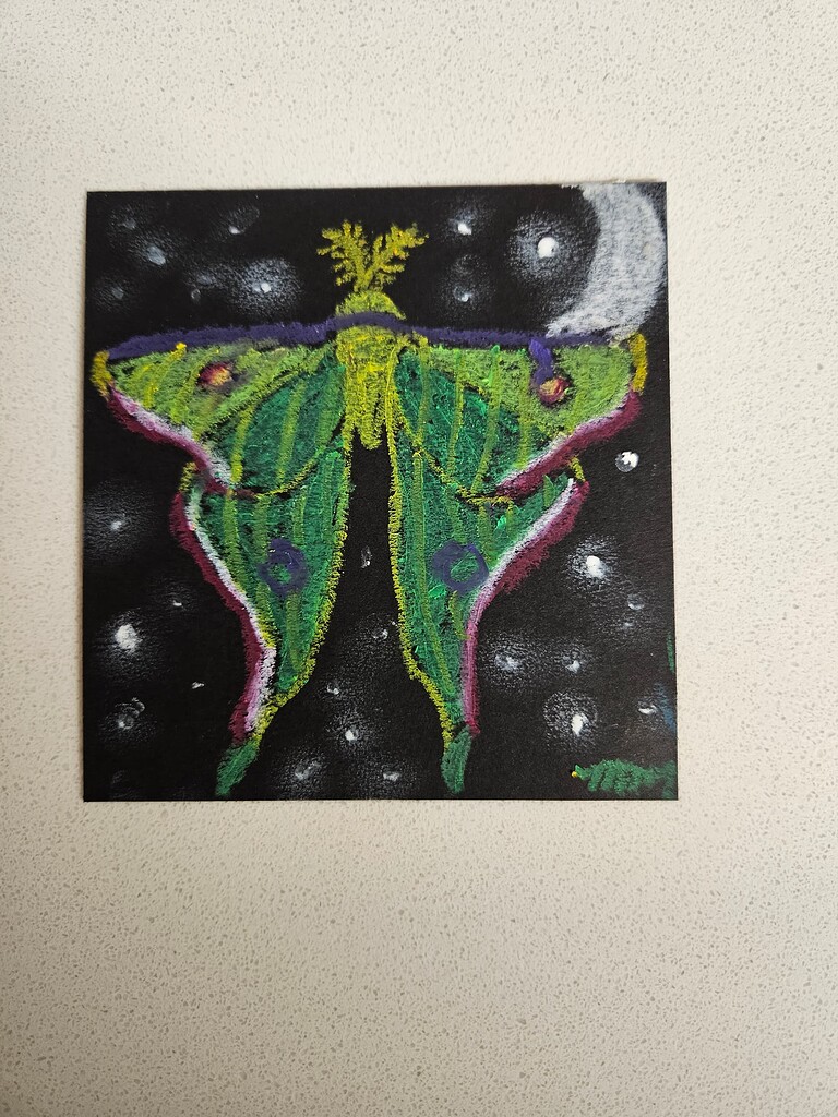 Luna moth and flowers in oil pastels Completed Projects the Lettuce
