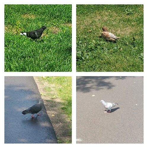 adventure club birds