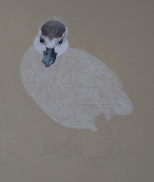 2026-08-Duckling-02-05