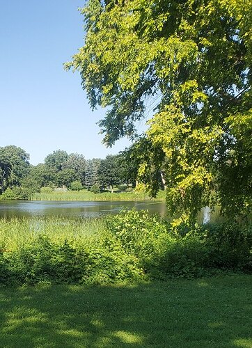 small pond - Copy