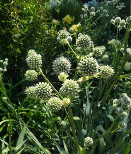 rattlesnake master - Copy