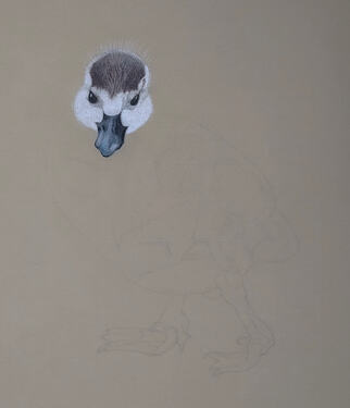 2026-08-Duckling-02-04