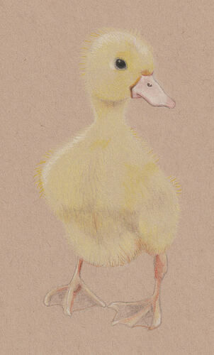 BeaG-TKN-2026-Duckling-01-01-kl