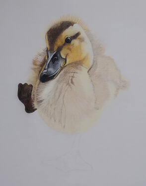 2026-08-Duckling-03-06