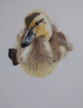 2026-08-Duckling-03-08