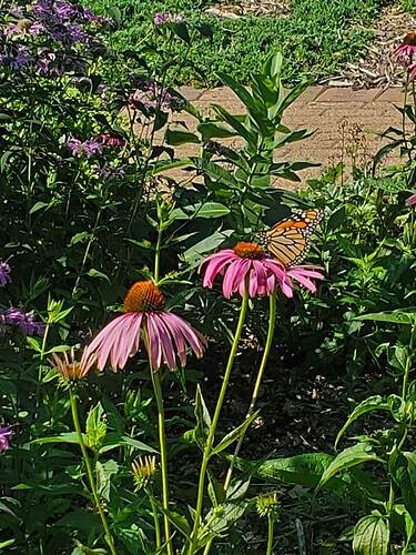 butterfly - Copy