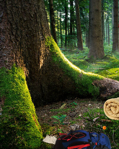Forest