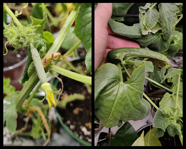 InCollage_20260404_205922847