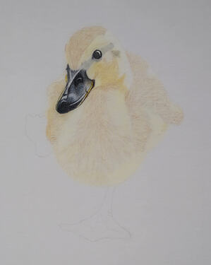 2026-08-Duckling-03-04