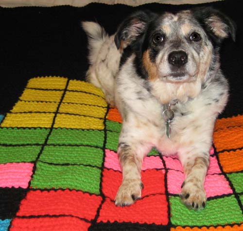 tetris afghan puppy approved